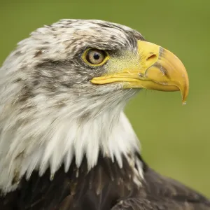 Bald Eagle Print - Majestic Bird of Prey
