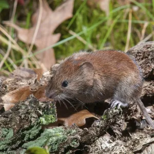 Topillo de banco, Clethrionomys glareolus. Topillo de banco, Clethrionomys glareolus.