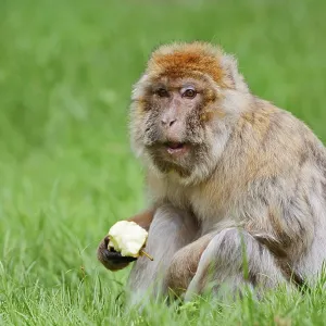 Barbary Macaque Print - Morocco, Algeria and Gibraltar Barbary Macaque Print - Morocco, Algeria and Gibraltar