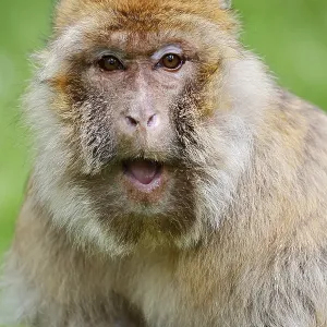 Barbary Macaque Print - Morocco, Algeria and Gibraltar Barbary Macaque Print - Morocco, Algeria and Gibraltar