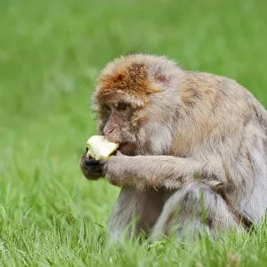 Barbary Macaque Print - Morocco and Gibraltar Habitat Barbary Macaque Print - Morocco and Gibraltar Habitat