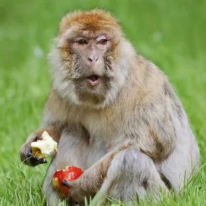 Barbary Macaque Print - Morocco and Gibraltar Barbary Macaque Print - Morocco and Gibraltar