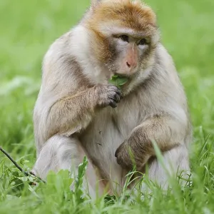 Barbary Macaque Print: Morocco and Gibraltar Scene Barbary Macaque Print: Morocco and Gibraltar Scene