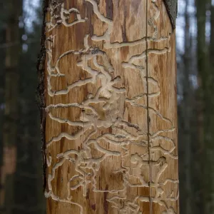 Bark Beetles Creating Tunnels in Raw Wood Print Bark Beetles Creating Tunnels in Raw Wood Print