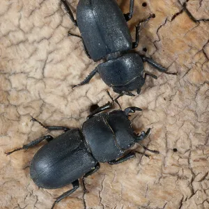 Dorcus parallelipipedus Print Dorcus parallelipipedus Print
