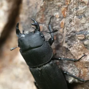 Barkschroter, Dorcus parallelipipedus. Barkschroter, Dorcus parallelipipedus.