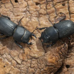 Barkschroter, Dorcus parallelipipedus Barkschroter, Dorcus parallelipipedus