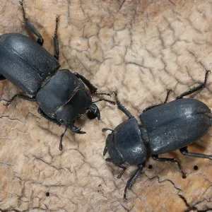 Barkschroter, Dorcus parallelipipedus Barkschroter, Dorcus parallelipipedus