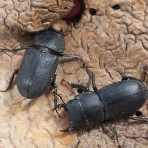 Barkschroter, Dorcus parallelipipedus. Barkschroter, Dorcus parallelipipedus.