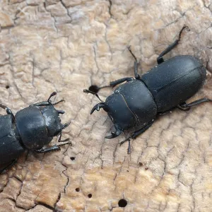 Barkschroter, Dorcus parallelipipedus Barkschroter, Dorcus parallelipipedus