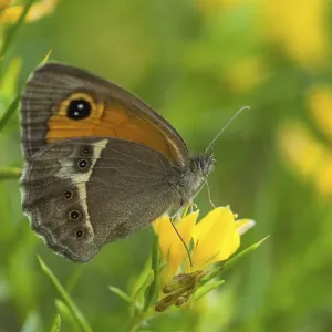 Bathsheba Maniola Print - Spanish Oxeye Butterfly Bathsheba Maniola Print - Spanish Oxeye Butterfly