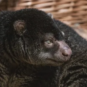 Bear Cuscus Print with Baby on Back Bear Cuscus Print with Baby on Back