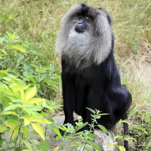 Bearded Macaque Print, India Bearded Macaque Print, India