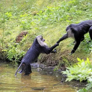 Bearded Macaque Print - Social Behaviour in India Bearded Macaque Print - Social Behaviour in India