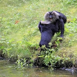 Bearded Macaque Print - Fighting Pair by Water, India Bearded Macaque Print - Fighting Pair by Water, India