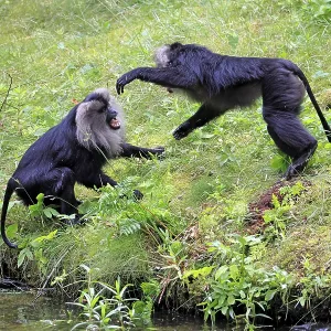 Bearded Macaque Print, India Bearded Macaque Print, India