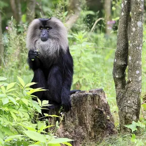 Bearded Macaque Print - India Bearded Macaque Print - India