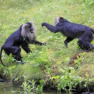 Bearded Macaque Print - Fighting at Indian Water's Edge Bearded Macaque Print - Fighting at Indian Water's Edge