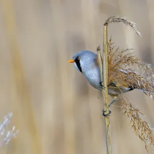 Bartmeise-Schnäpper Bartmeise-Schnäpper