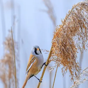 Bearded Reedling Print - Adult Male Foraging in Spring Bearded Reedling Print - Adult Male Foraging in Spring