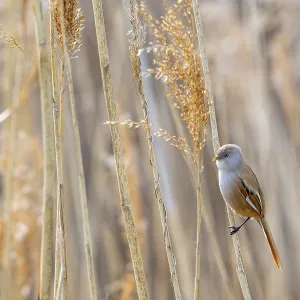 Bearded Reedling Print - Adult Female in Spring Wetland Bearded Reedling Print - Adult Female in Spring Wetland