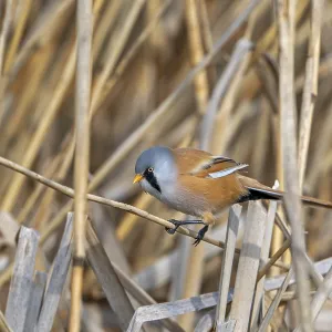 Bearded Reedling Print - Adult Male Foraging in Wetland Bearded Reedling Print - Adult Male Foraging in Wetland