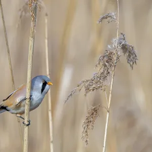 Bearded Reedling Print - Panurus biarmicus in Wetland Spring Bearded Reedling Print - Panurus biarmicus in Wetland Spring