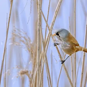 Bearded Tit Collecting Nest Material Print Bearded Tit Collecting Nest Material Print