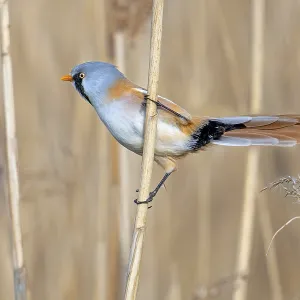 Bearded Reedling Print: Adult Male Foraging in Wetland Bearded Reedling Print: Adult Male Foraging in Wetland