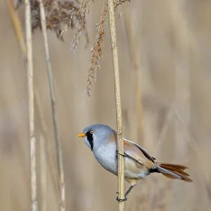 Bearded Reedling Print - Adult Male Foraging in Wetland Bearded Reedling Print - Adult Male Foraging in Wetland