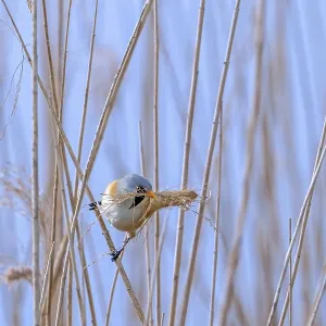 Bearded Reedling Print - Male Collecting Nesting Material Bearded Reedling Print - Male Collecting Nesting Material