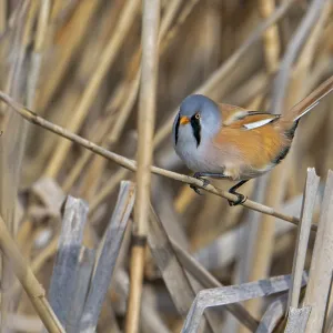 Bearded Tit Print - Adult Male Foraging in Spring Bearded Tit Print - Adult Male Foraging in Spring