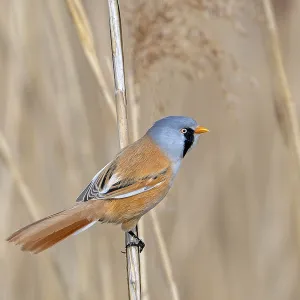 Bearded Reedling Print: Adult Male Foraging in Spring Bearded Reedling Print: Adult Male Foraging in Spring