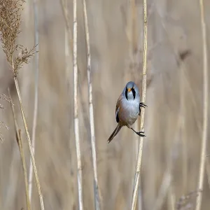 Bearded Tit Print - Adult Male Foraging in Wetland Bearded Tit Print - Adult Male Foraging in Wetland