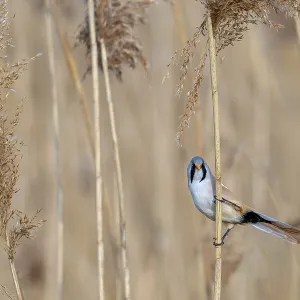 Bearded Reedling Print - Adult Male in Wetland Bearded Reedling Print - Adult Male in Wetland
