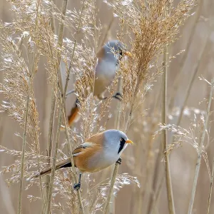 Bearded Reedlings Foraging in Spring Print Bearded Reedlings Foraging in Spring Print