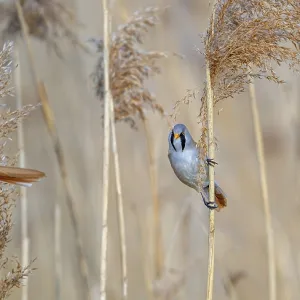 Two Bearded Reedlings in Flight, Spring Print Two Bearded Reedlings in Flight, Spring Print