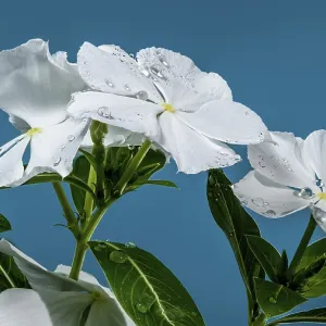 Schönes blühendes weiß Catharanthus SunStorm Pure White auf einem blauen Hintergrund. Schönes blühendes weiß Catharanthus SunStorm Pure White auf einem blauen Hintergrund.