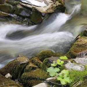 Beautiful River in Forest Print