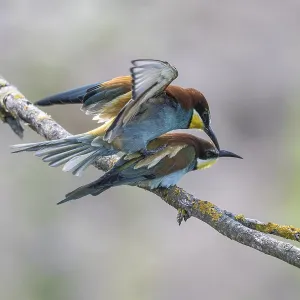 Meropide (Merops apiaster), accoppiamento. Meropide (Merops apiaster), accoppiamento.