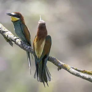 Meropide (Merops apiaster), Renania-Palatinato. Meropide (Merops apiaster), Renania-Palatinato.