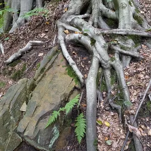 Beech Roots Reach into the Soil Print, Germany Beech Roots Reach into the Soil Print, Germany