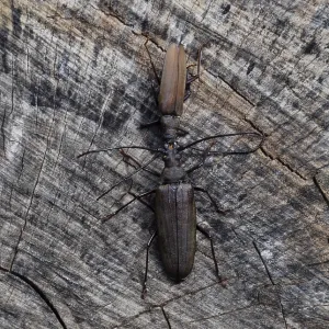 Beetle bark beetle Imago Print Beetle bark beetle Imago Print