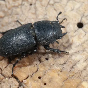 Female Lesser Stag Beetle Print Female Lesser Stag Beetle Print