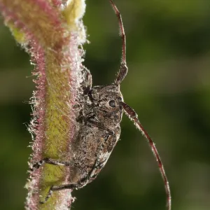 White-Clouded Longhorn Beetle Print, Coleoptera White-Clouded Longhorn Beetle Print, Coleoptera