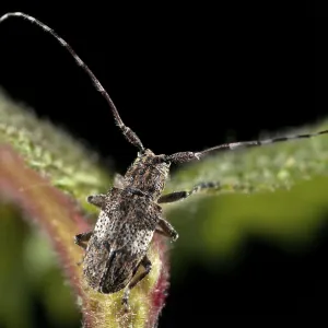 White-Clouded Longhorn Beetle Print, Coleoptera White-Clouded Longhorn Beetle Print, Coleoptera
