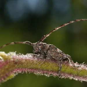 White-Clouded Longhorn Beetle Print, Coleoptera White-Clouded Longhorn Beetle Print, Coleoptera