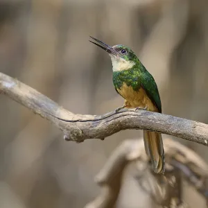 Rufous-tailed Jacamar Print - Pantanal, Brazil Rufous-tailed Jacamar Print - Pantanal, Brazil