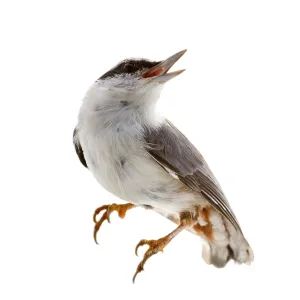Pájaro aislado sobre un fondo blanco. Caja de nueces. Pájaro aislado sobre un fondo blanco. Caja de nueces.
