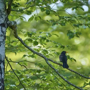 Blackbird Perched on Twig Print, Slovenia
